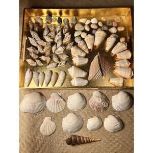 Sea Shells--Assorted Mixed Lot--Beach --beautiful